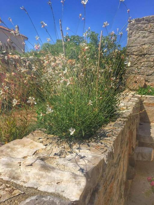 Holiday Apartment نيغيزيني المظهر الخارجي الصورة